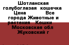 Шотланская голубоглазая  кошечка › Цена ­ 5 000 - Все города Животные и растения » Кошки   . Московская обл.,Жуковский г.